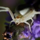 Krabbenspinne an Lavendel