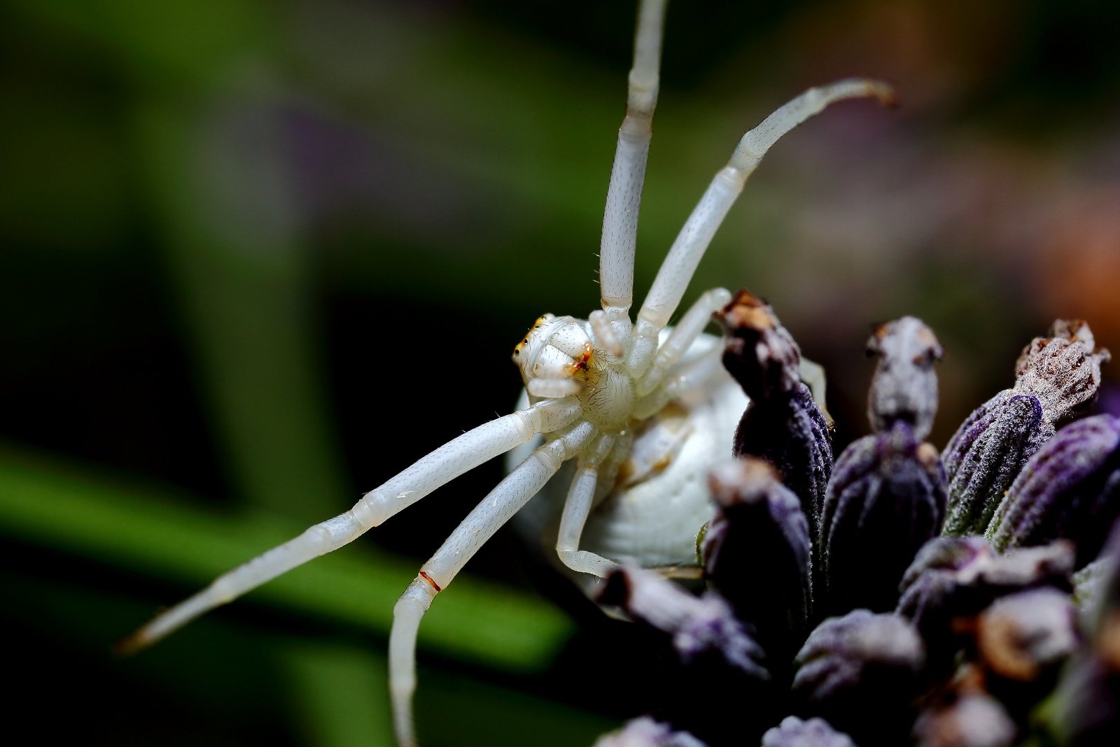 Krabbenspinne an Lavendel (II)