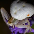 Krabbenspinne an Lavendel (III)