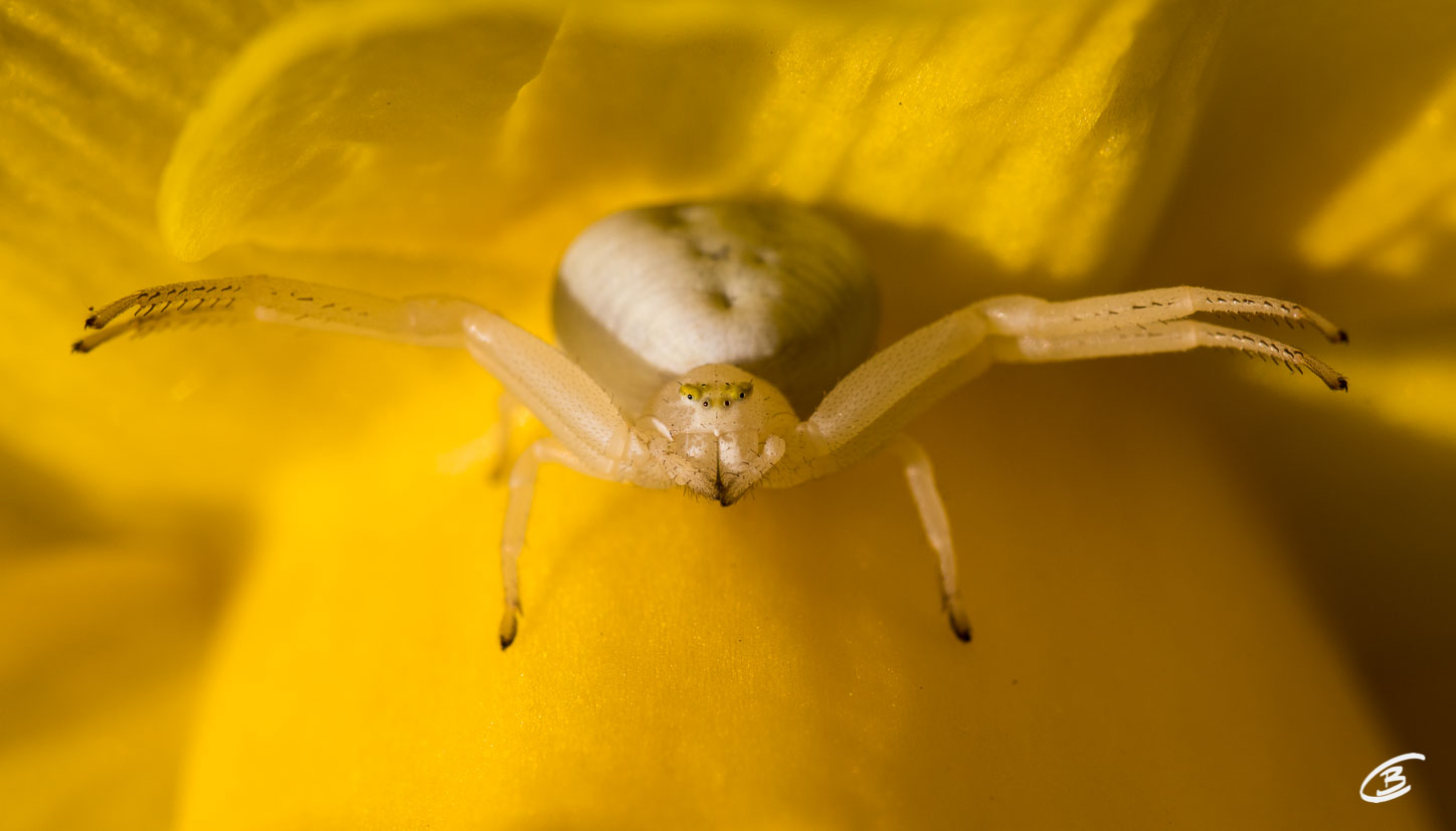 Krabbenspinne an Märzenbecher