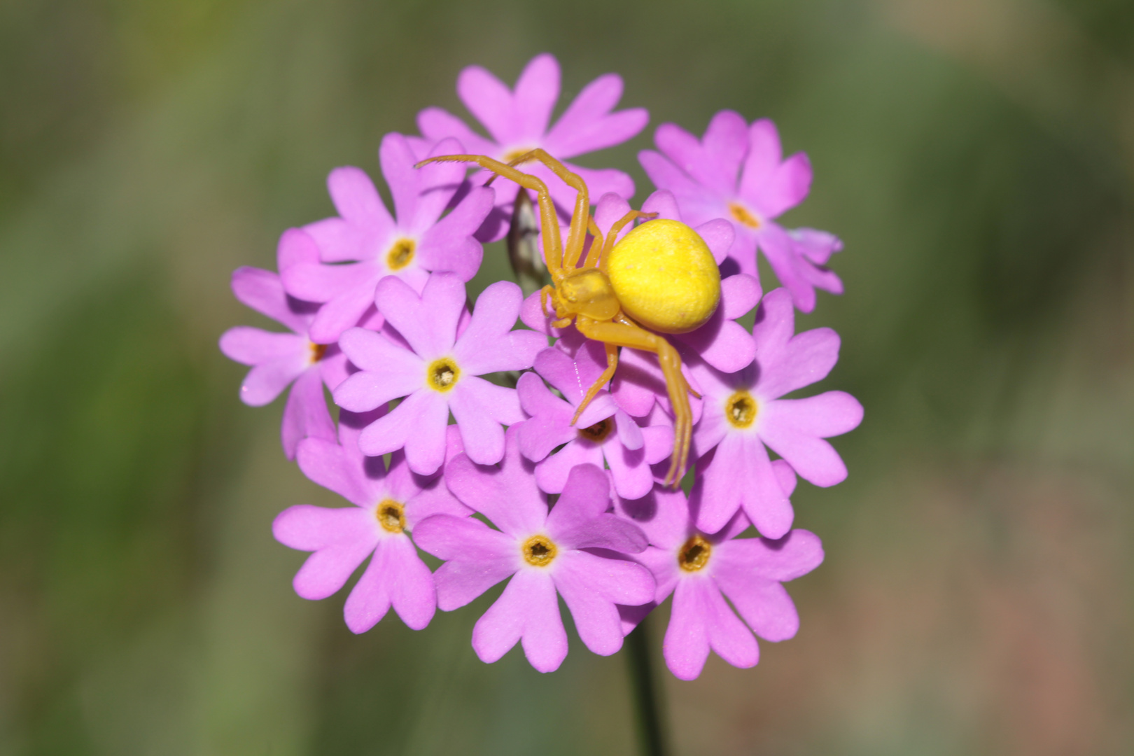 Krabbenspinne an Mehlprimel