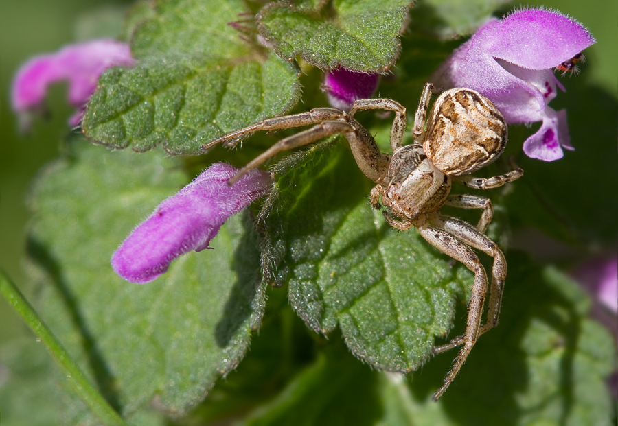 Krabbenspinne an Taubnessel