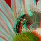 Krabbenspinne - Anaglyphen