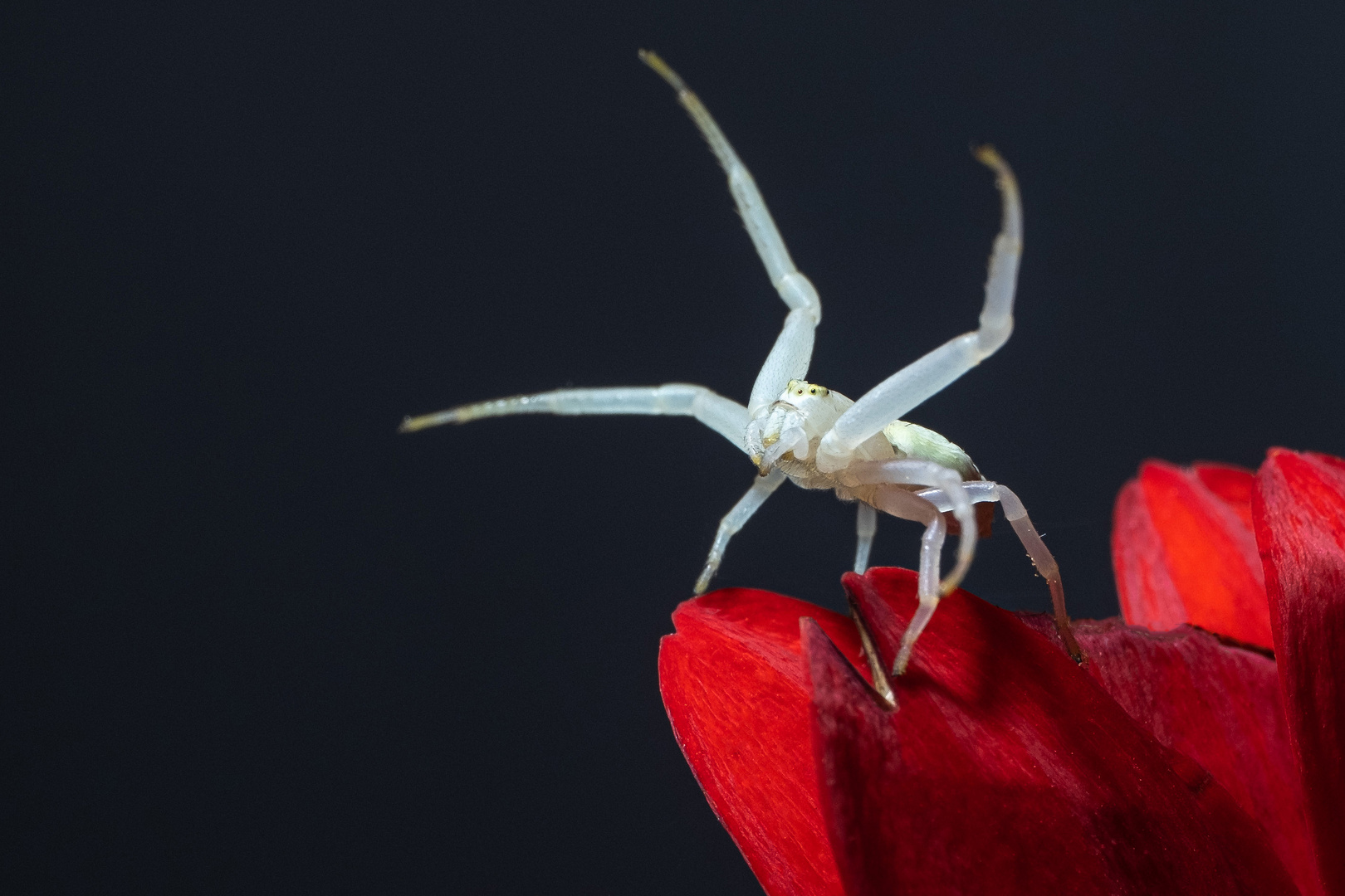 Krabbenspinne Angriffslustig