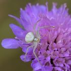 Krabbenspinne auf Acker-Witwenblume