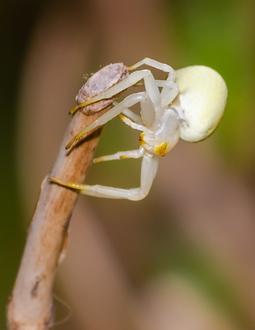 Krabbenspinne auf Ast