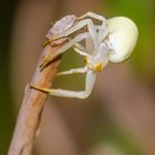 Krabbenspinne auf Ast