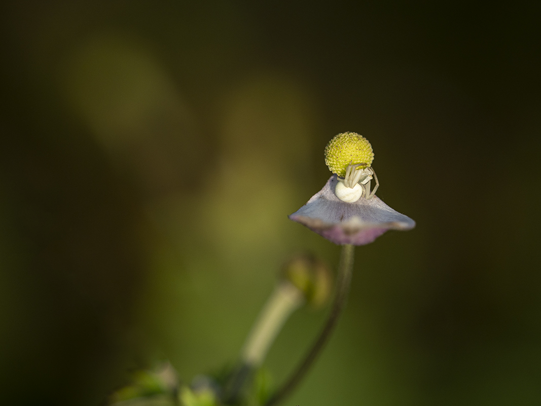 Krabbenspinne auf Blüte