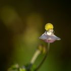 Krabbenspinne auf Blüte