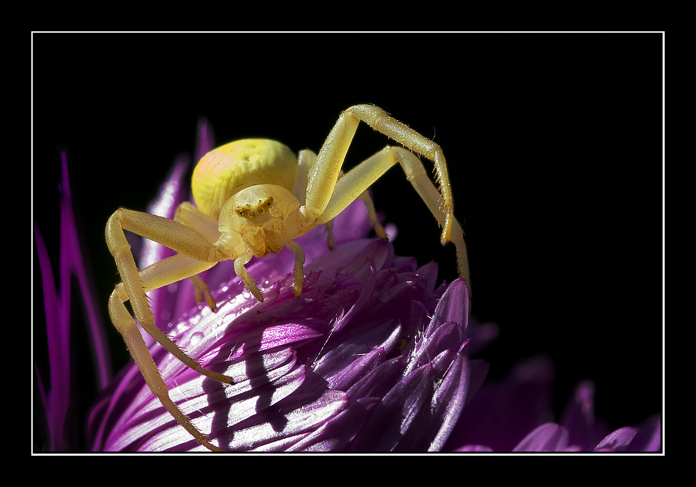 Krabbenspinne auf Blüte