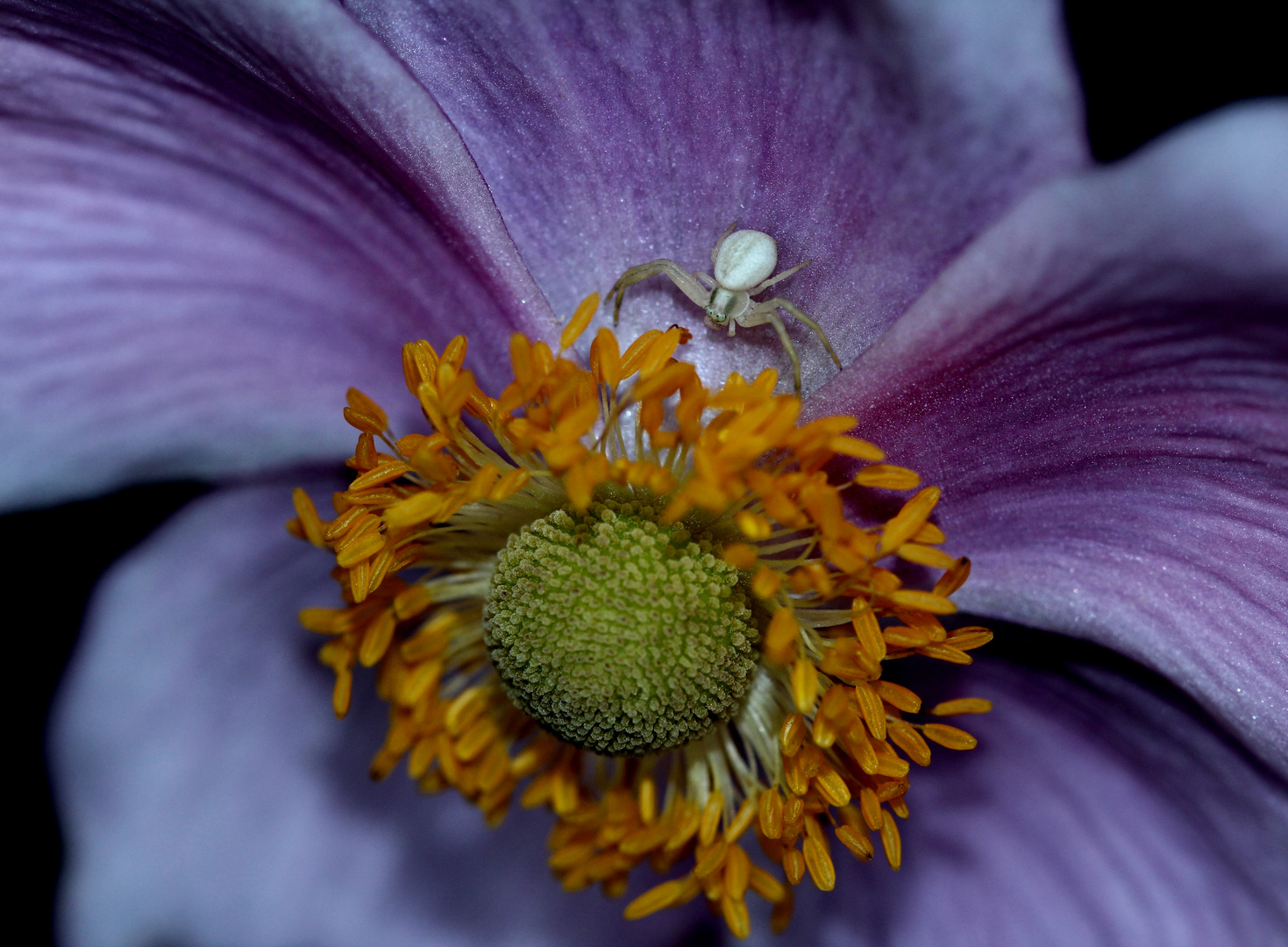 Krabbenspinne auf Blume