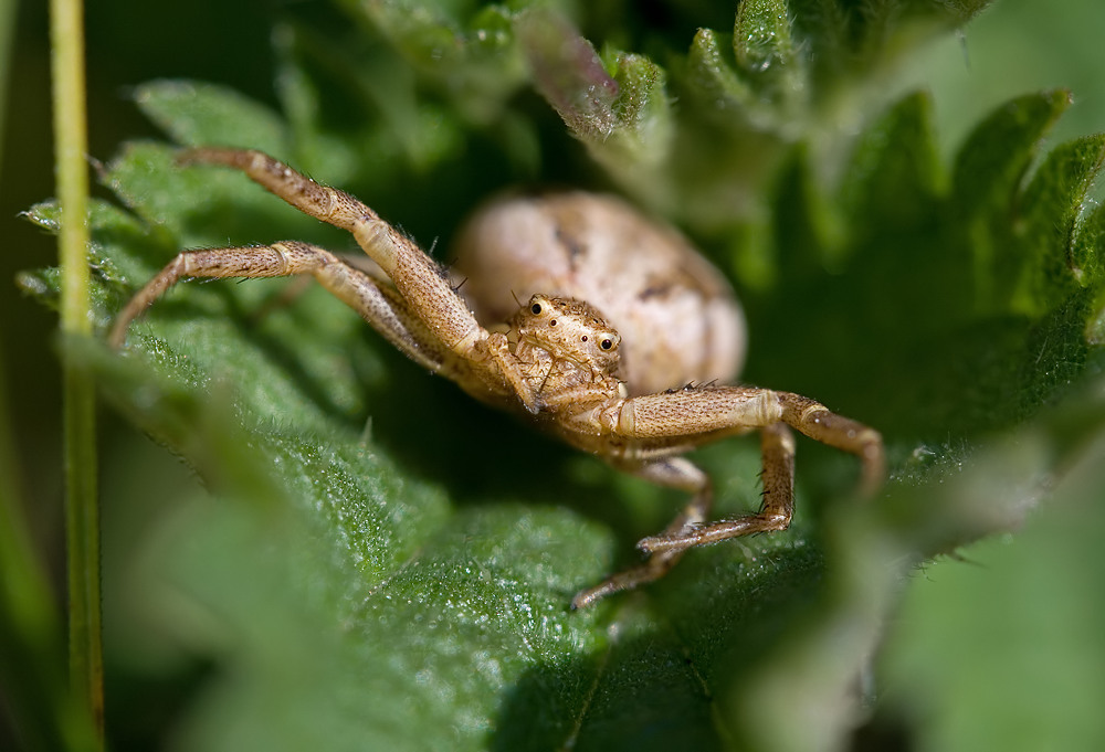 Krabbenspinne auf Brennnessel