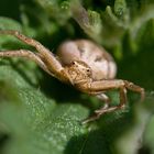 Krabbenspinne auf Brennnessel