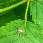 Krabbenspinne auf Brombeerblatt 