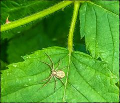 Krabbenspinne auf Brombeerblatt 