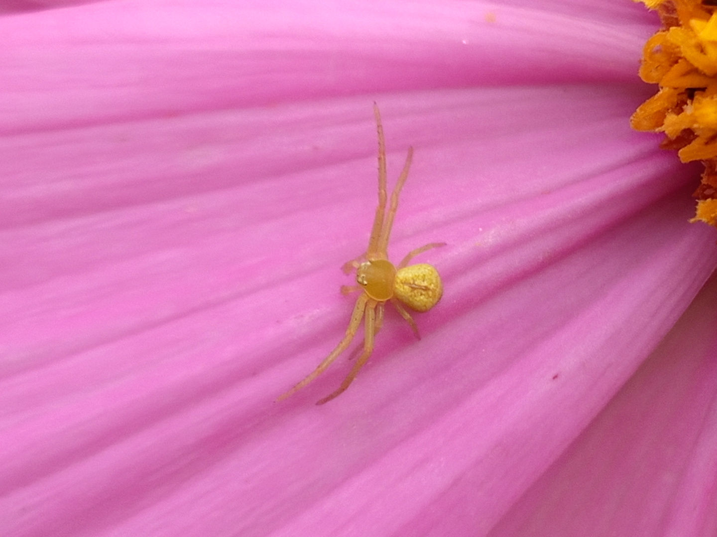 Krabbenspinne auf Cosmea