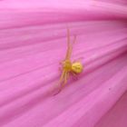 Krabbenspinne auf Cosmea