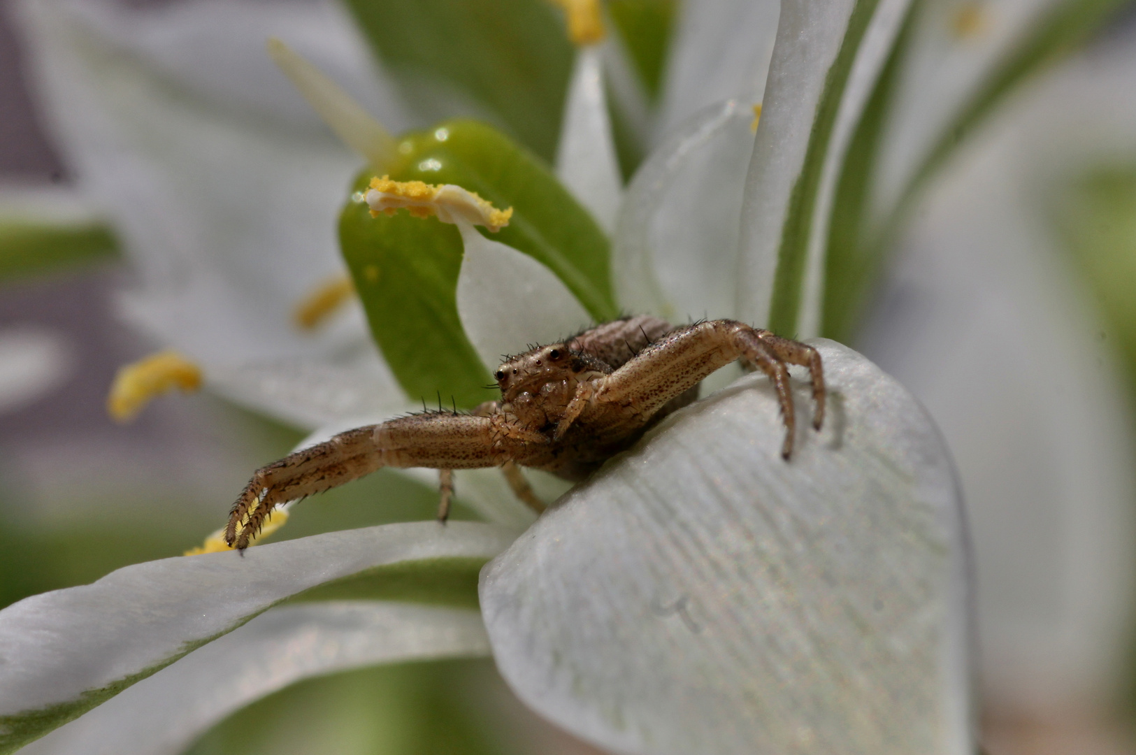 Krabbenspinne auf der Lauer