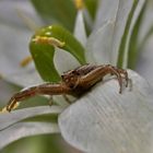 Krabbenspinne auf der Lauer