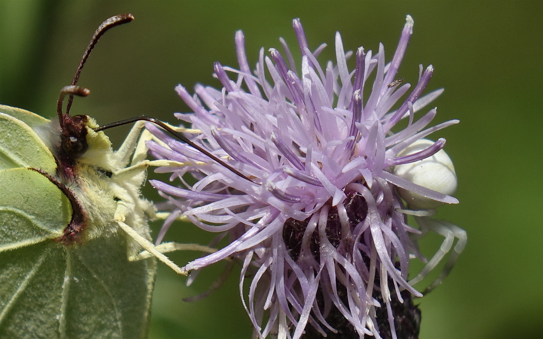 Krabbenspinne auf der Lauer