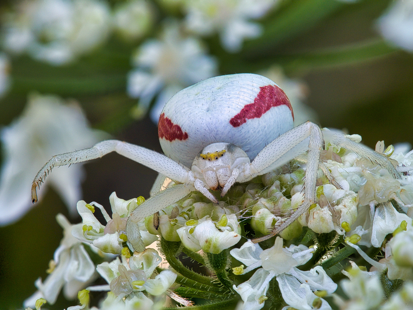 Krabbenspinne auf der Lauer