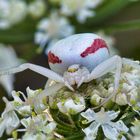 Krabbenspinne auf der Lauer