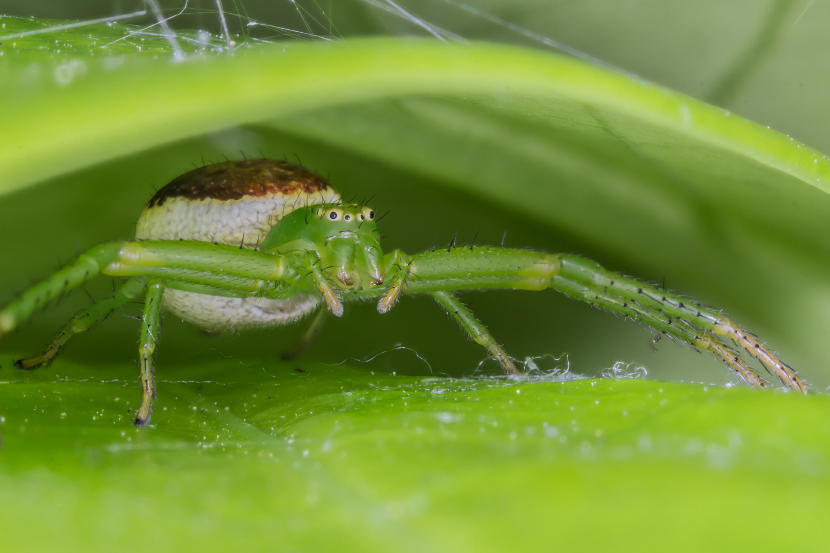 Krabbenspinne auf der Lauer