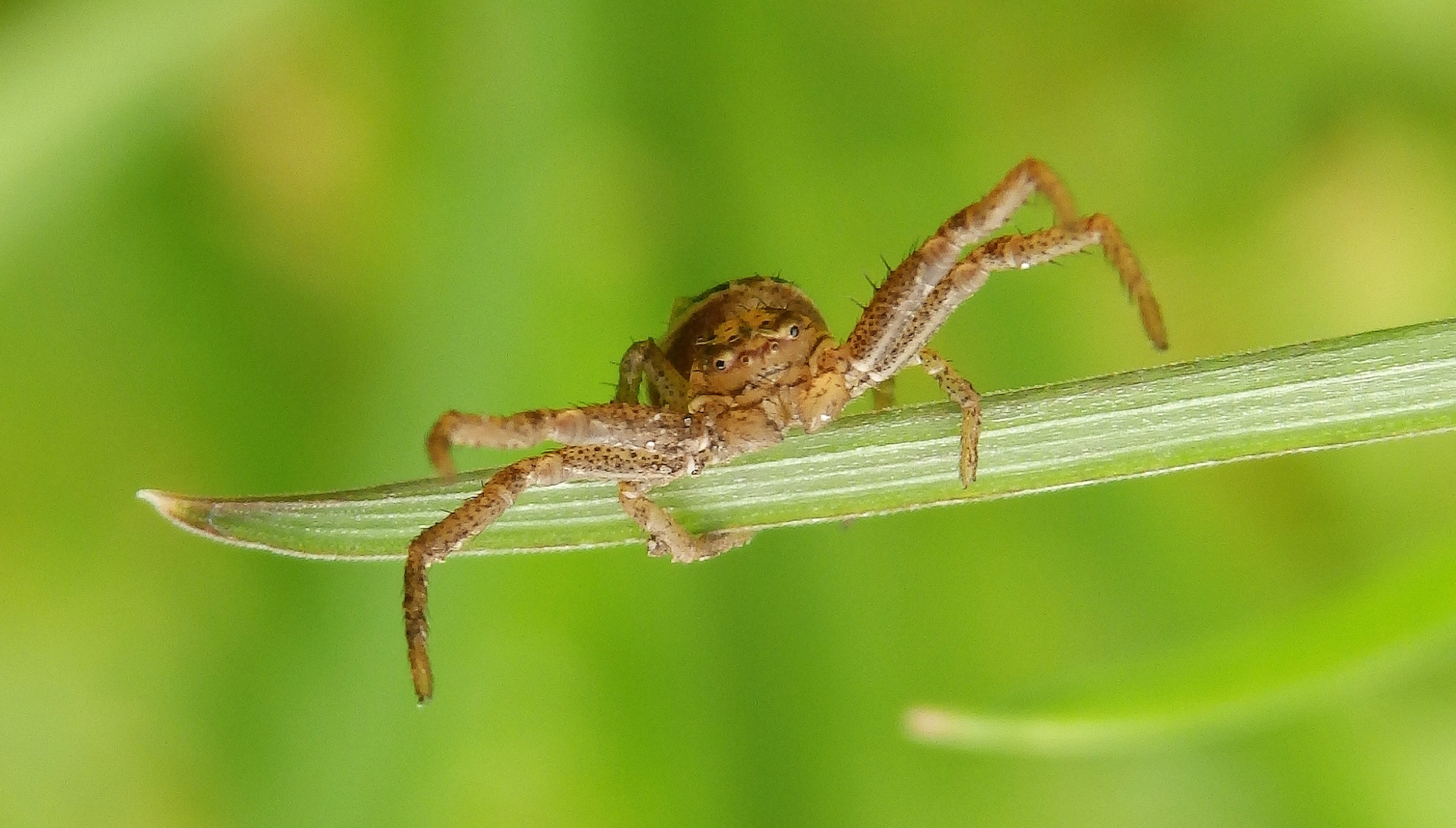 Krabbenspinne auf der Lauer