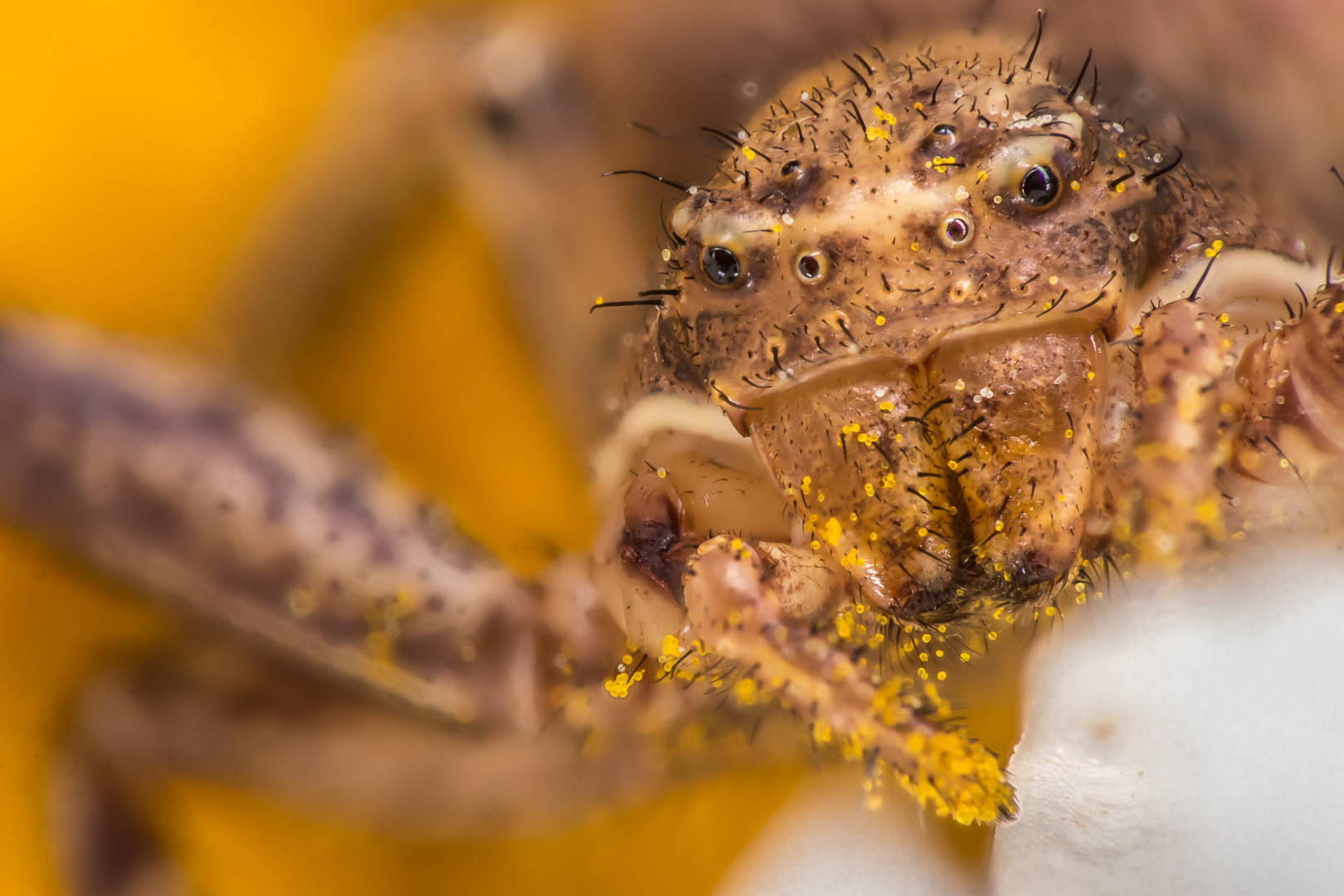 Krabbenspinne auf der Lauer