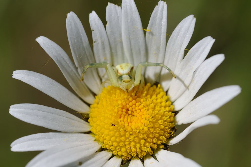 Krabbenspinne auf der Lauer