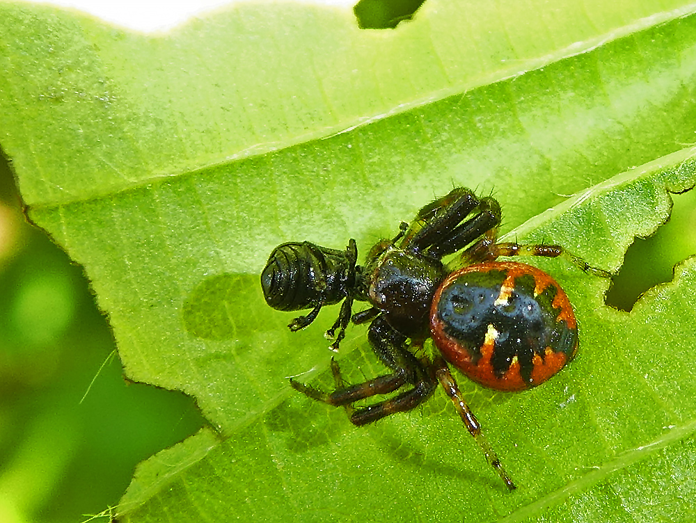 Krabbenspinne auf der Roten Liste