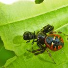 Krabbenspinne auf der Roten Liste