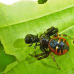 Krabbenspinne auf der Roten Liste