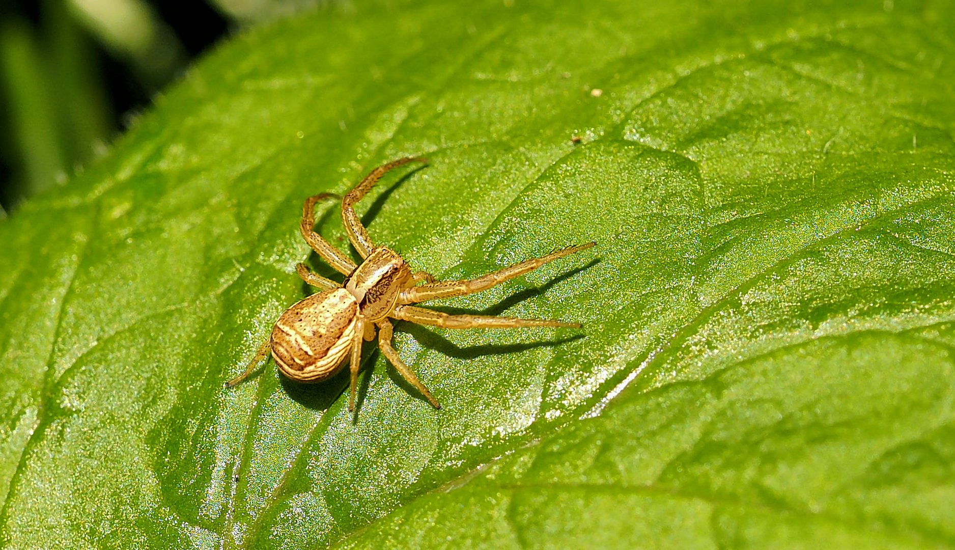 Krabbenspinne auf der Sonnenbank...