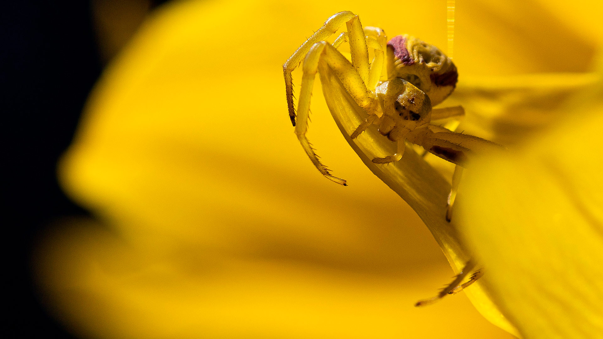 Krabbenspinne auf gelber Blüte