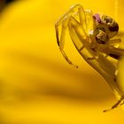 Krabbenspinne auf gelber Blüte