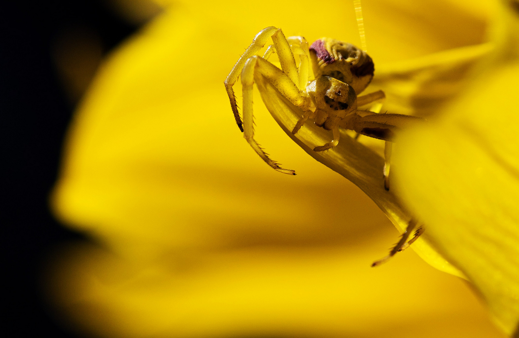 Krabbenspinne auf gelber Blüte