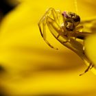 Krabbenspinne auf gelber Blüte