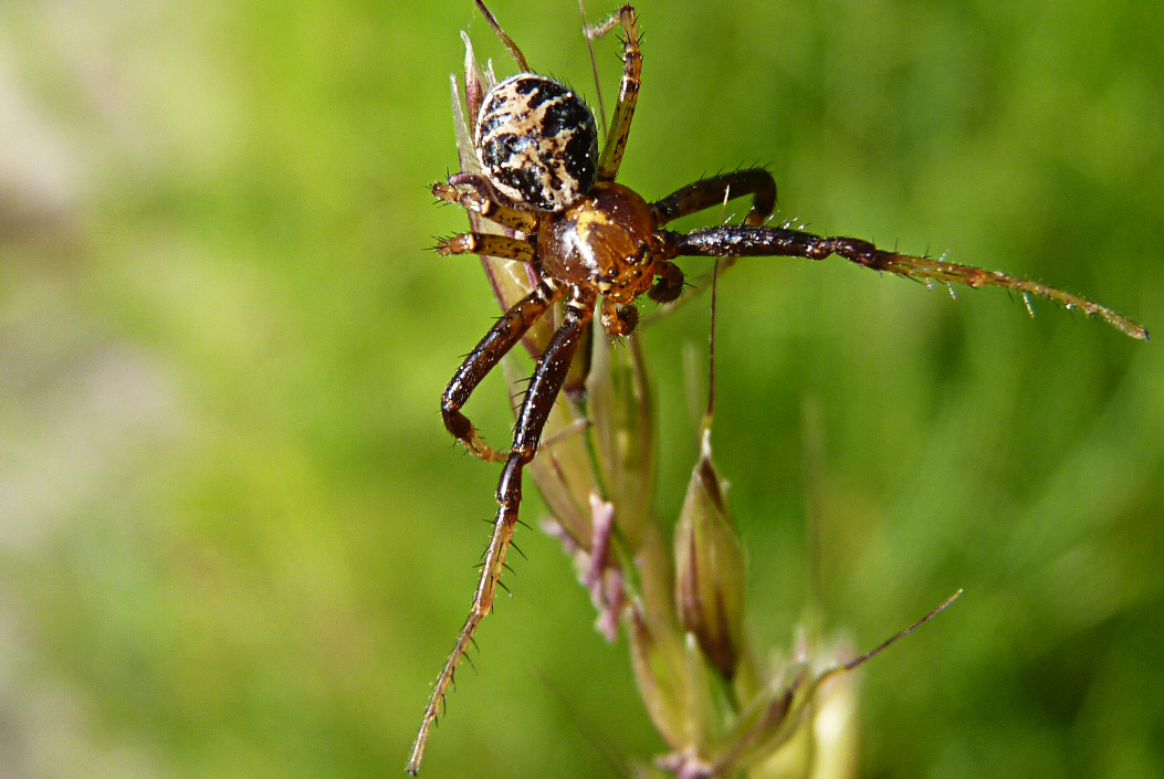 Krabbenspinne auf Grashalm