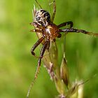 Krabbenspinne auf Grashalm