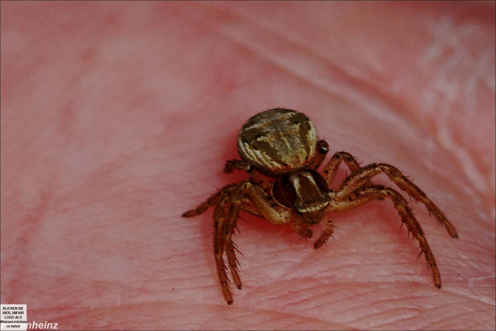 Krabbenspinne auf Hand