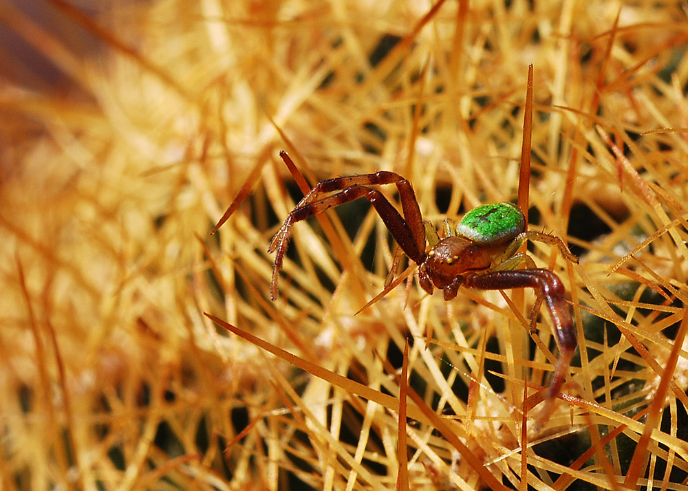 Krabbenspinne auf Kaktus