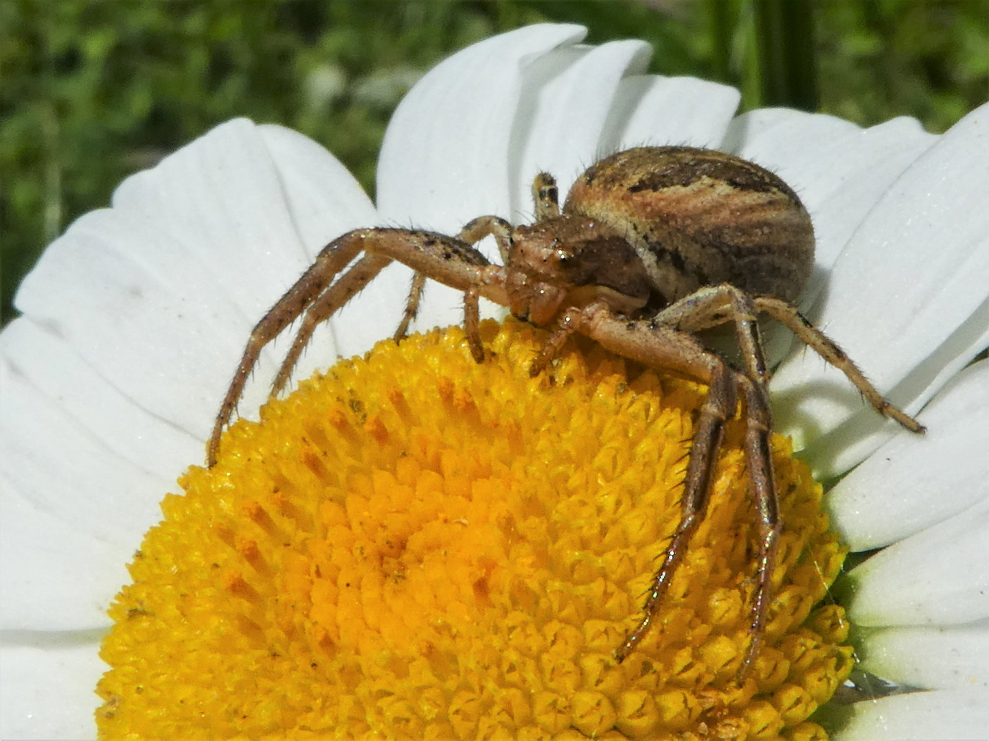 Krabbenspinne auf Margerite