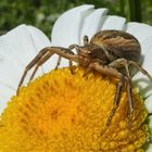 Krabbenspinne auf Margeritenblüte