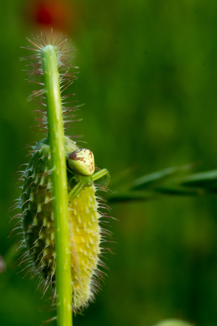 Krabbenspinne auf Mohn