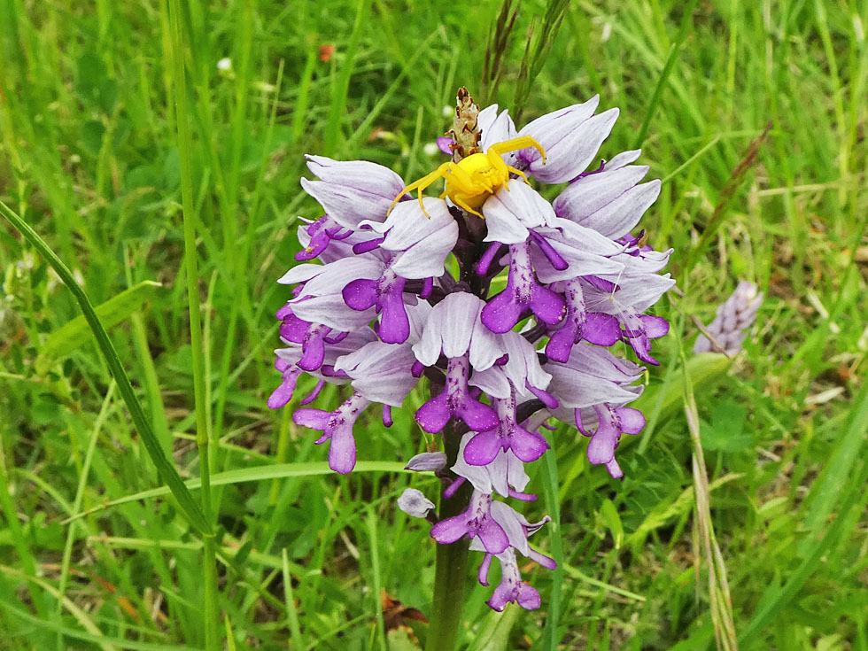 Krabbenspinne auf Orchidee