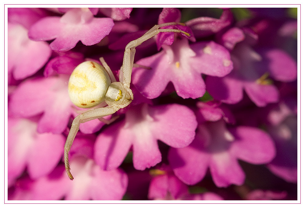 Krabbenspinne auf Pyramidorchis