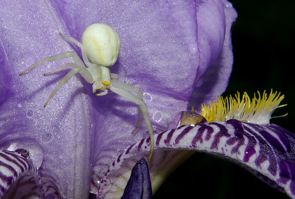 krabbenspinne auf schwertlilie