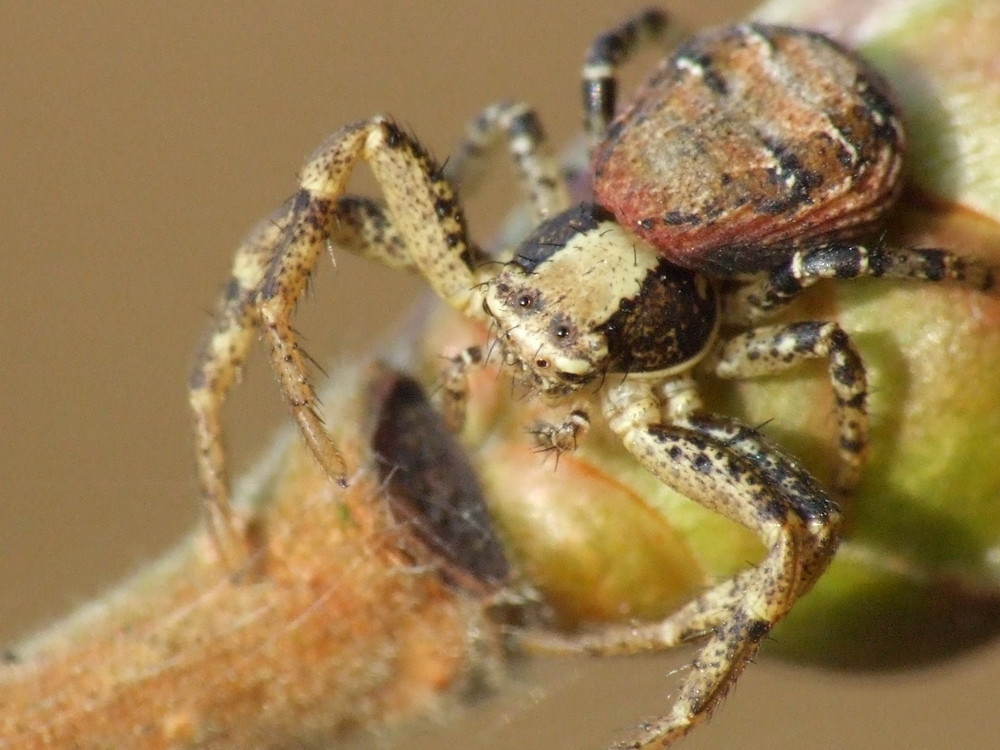 Krabbenspinne auf Trieb