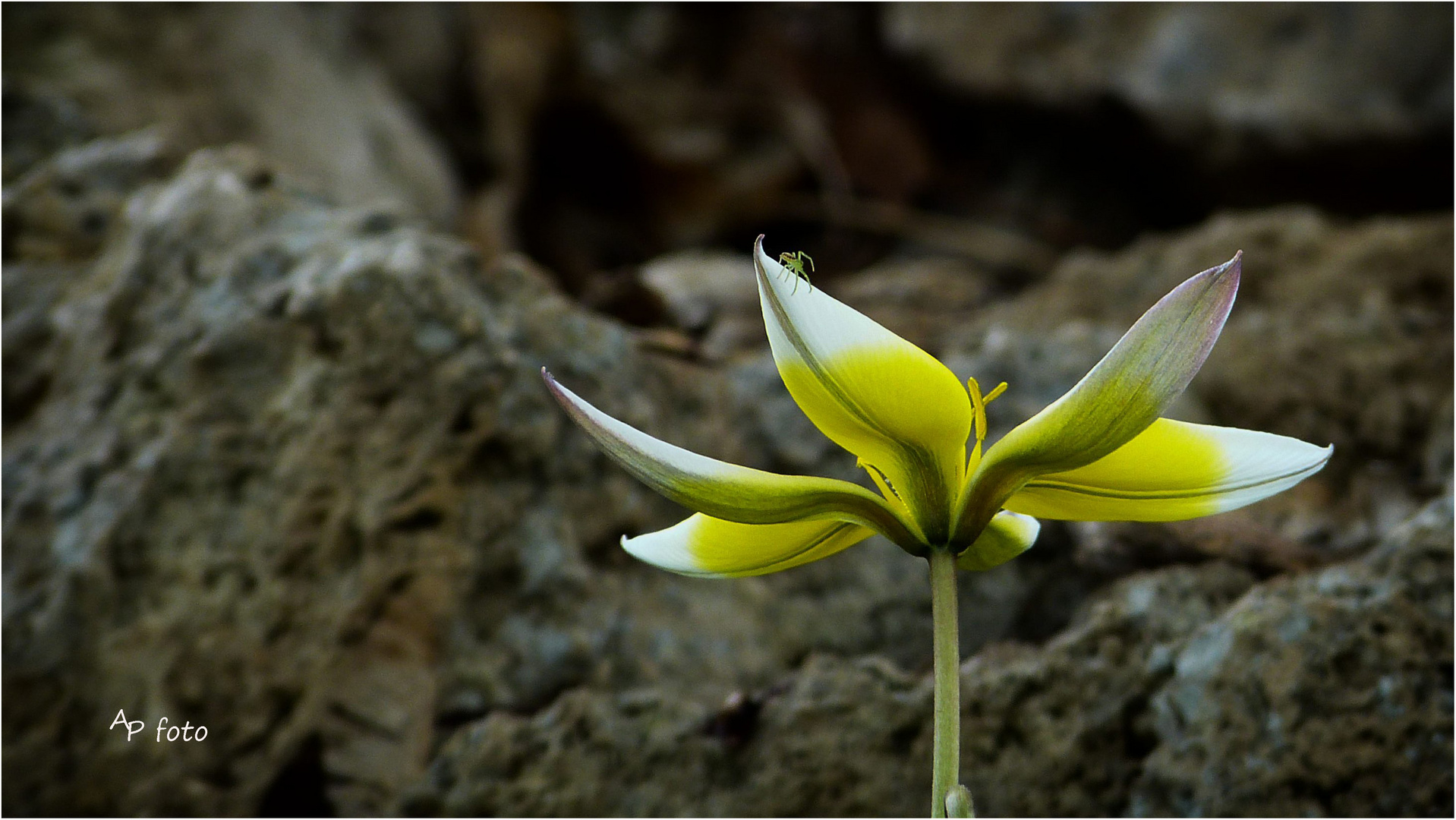 Krabbenspinne auf Tulpe